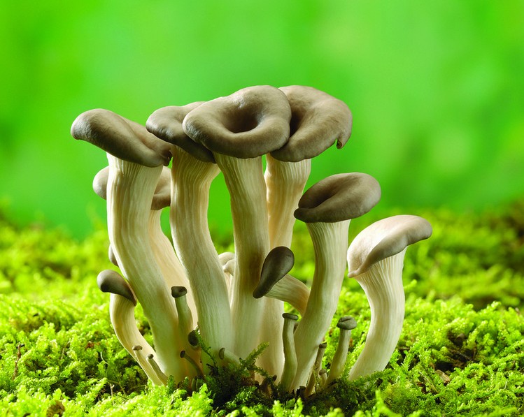 圖片[3]-預防不同癌癥8大食物-起舞食譜網